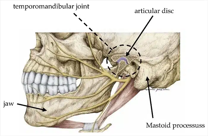 Bite Splints: Great Oral Protection Therapy 